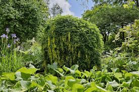 Image result for Laburnum