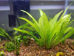 Staghorn algae grows in strands but unlike green hair algae it branches like a deer's antlers. How Can I Get Rid Of What Seems To Be Hair Algae Plantedtank