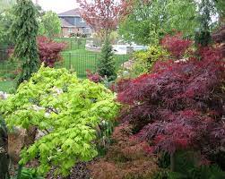 Japanese Maples And Conifers Conifers Foliage Plants