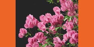 Image result for Handroanthus impetiginosus