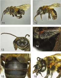 Image result for Peponium sp. A