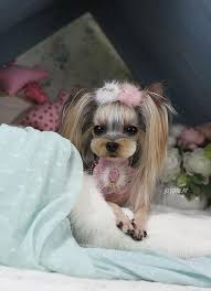 Yorkie By Dreamwithme23 Teriyer Evcil Hayvanlar Kopek