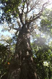 Susceptible to verticillium wilt and borer. African Yellowwood Liberal Dictionary