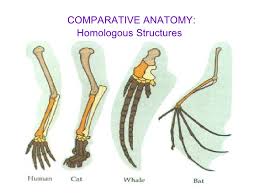 O is used as evidence for evolution. Comparative Anatomy