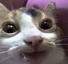 Pin On Funny Cat Pog