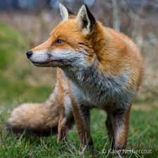 Species – Fox – The Mammal Society