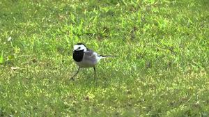 Bachstelze Hd1080 22 4 2012 Youtube