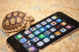 Choosing a pet turtle or tortoise. How Sulcata Tortoises Became America S Most Adorable Mistake