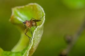 Corn is also a good mold media as well which might further attract fungus gnats. 8 Different Types Of Gnats Home Stratosphere