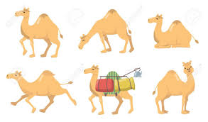 Caravan, a group of merchants, pilgrims, or travelers journeying together, usually for mutual protection in deserts or other hostile regions. Various Camels With One Hump Flat Icon Set Group Of Cartoon Royalty Free Cliparts Vectors And Stock Illustration Image 152511338