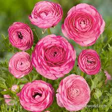 Image result for Ranunculus volkensii