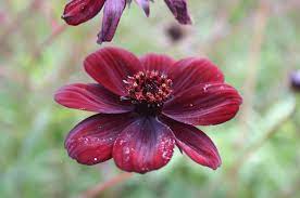 Pin On Rare Flowers