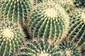 These low maintenance plants can last for a long time as long as they are taken care of on a regular basis. Stock Photos Botanical Cacti Cactus Plant Close Up Colors Daylight Garden Green Growth Nature Needles Plants Prickly Round Out Sharp Spikes Spines Succulent Thorns 3984x2656 1001055 Pshere