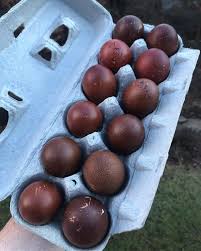 *as with anyone breeding the marans, i can not guarantee that every pullet i produce will lay the darkest egg possible. About Marans Chickens French Chocolate Colored Egg Layers