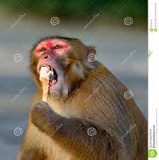 Eine Fette Affe Esting Eiscreme Stockbild Bild Von Kauen Popsicle 35125143
