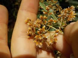 Image result for Hypolytrum heteromorphum