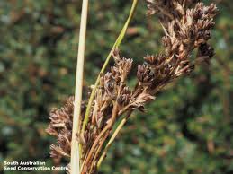Image result for Juncus kraussii