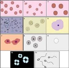 Normal Pus Cells In Urine During Pregnancy: What To Know