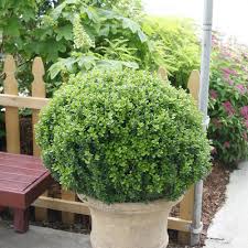 It will decorate your deck and garden magnificently, and will survive through the winter without giving you any problems… Sprinter Boxwood Buxus Microphylla Proven Winners