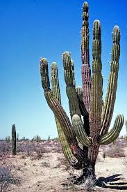 These are represented by quotations that deliver a. Is A Cactus A Tree Quora