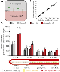 Maybe you would like to learn more about one of these? Root Zone Specific Localization Of Amts Determines Ammonium Transport Pathways And Nitrogen Allocation To Shoots