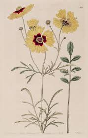 Plaiins Coreopsis Coreopsis Tinctoria Botanical Register Vol 10 1824 M Hart Flower Art Floral Art Floral Botany