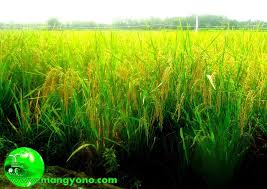 Lukisan pemandangan panen padi youtube. Foto Padi Di Sawah Mulai Menguning