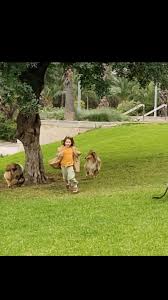 Brizantinos Rough Collies., Our girls are expecting babies.