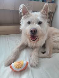 For more information about Spiro and the adoption/foster process and  requirements, please visit: bit.ly/Spiro-LALDR or contact Loved at Last Dog  Rescue.