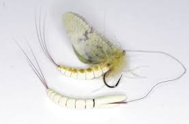Make A Perfect Foam Mayfly Body With Bram Van Houten Fly Fishing Flies Pattern Fly Tying Patterns Fly Tying