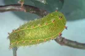 Image result for Ixora longipedunculata