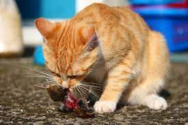 Berikut cara membuat makanan penggemuk kucing racikan ini juga bisa digunakan sebagai makanan anak kucing lho. 8 Alasan Kenapa Kucing Jantan Makan Anaknya Sendiri Hobinatang
