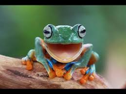 They've been around for longer than us, and they'll probably be around long after we've gone. Animal Smiles Funny Animal Smiles Happy Animals Youtube