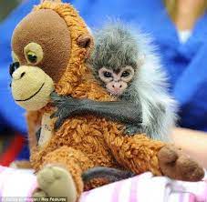 Baby Monkey Rejected By Mother Clings To Stuffed Monkey Cute Animals Baby Animals Animals