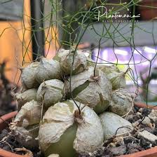 Image result for Drimia calcarata