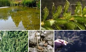 Image result for Hydrilla