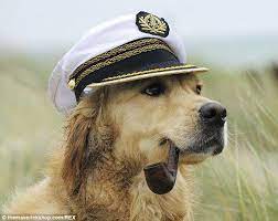 Wearing A Captain S Hat R Dogswearinghats Dog With Hat Animals Friends Sea Dog