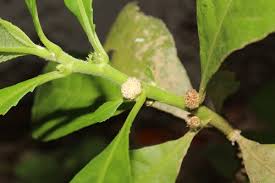 Image result for Struchium