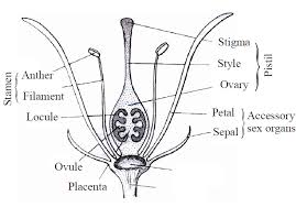 As they do not have a reproductive organ, they do not produce fruits or seeds. Sexual Reproduction In Flowering Plants Biology Notes For Neet Aiims Jipmer