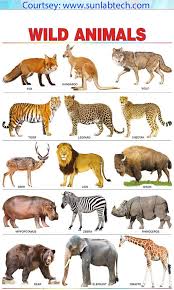 We Are Manufacturer Supplier Exporter And Solution Provider In Quality Testing Laboratory Equipme Wild Animals Pictures Animals Wild Animal Pictures For Kids