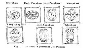 Explain in detail about the various stages of prophase i. Cell Division Mitotic Cell Cycle 1 Prophase 2 Metaphase 3 Anaphase 4 Telophase