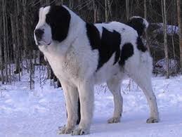 Central asian shepherd a similar caucasian sheepdog , ovcharka , alabai dog , wolf hunter. Big Furry Dog Giant Dogs The Largest Breeds Photo