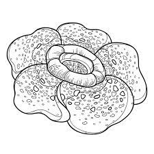 Vector Outline Tropical Parasitic Rafflesia Arnoldii Or Corpse Lily Flower In Black Isolated On White Background Flower Illustration Flower Drawing Lily Flower