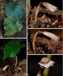 Image result for Nervilia sp.no.4