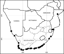 Image result for Sarcocornia decumbens