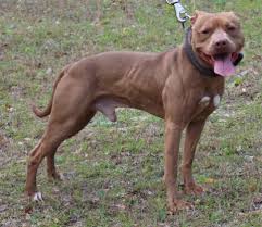 The male pup i have for sale is four months old. American Pit Bull Terrier Color Chart American Dog Breeders Assoc