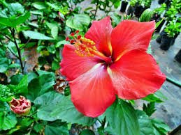We did not find results for: Red Color Hibiscus Rosa Sinensis Flower Free Stock Photo By Anuraj R V On Stockvault Net