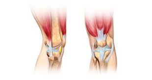 The difference between ligaments and tendons lies simply in the type of elements they connect and support: What Are Ligaments And Tendons 3d Muscle Lab