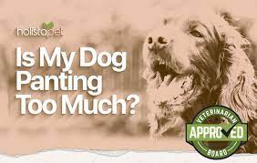 Why Is My Dog Panting Top 11 Common Causes Explained