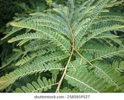 Image result for Phyllanthus engleri